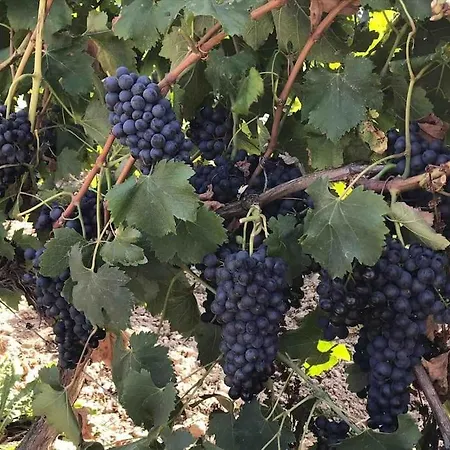 Le Clos De La Cerise - Gilbert * Châteauneuf-du-Pape